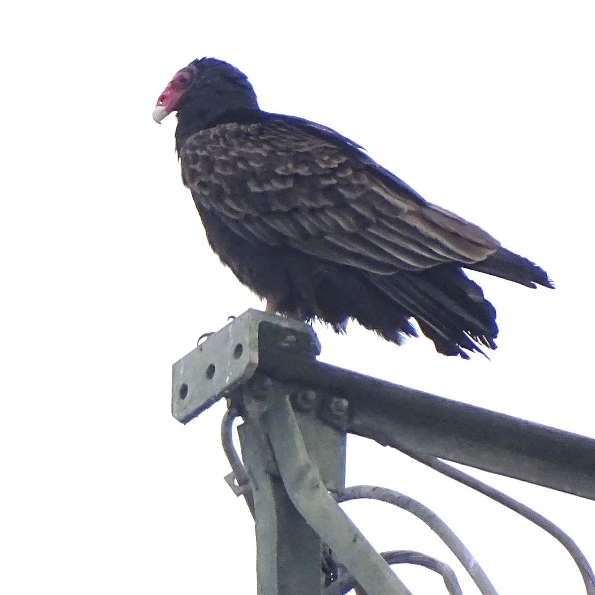 Turkey Vulture - ML646008618