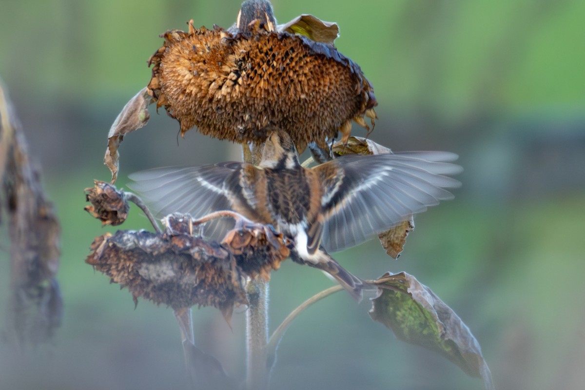 Brambling - ML646008620