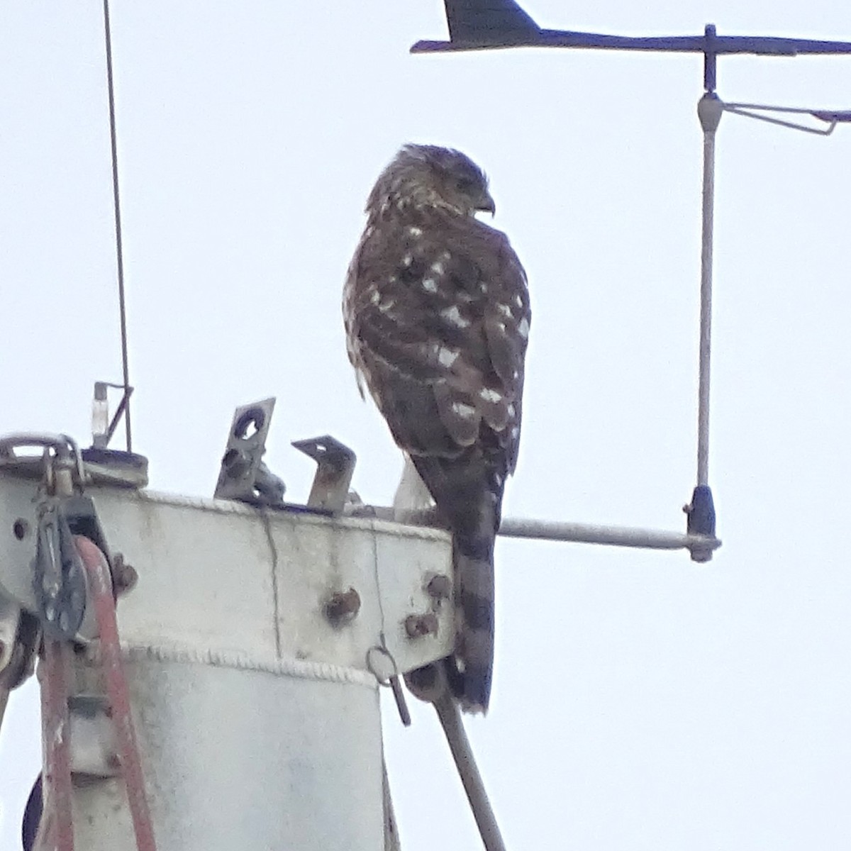 Cooper's Hawk - ML646008623
