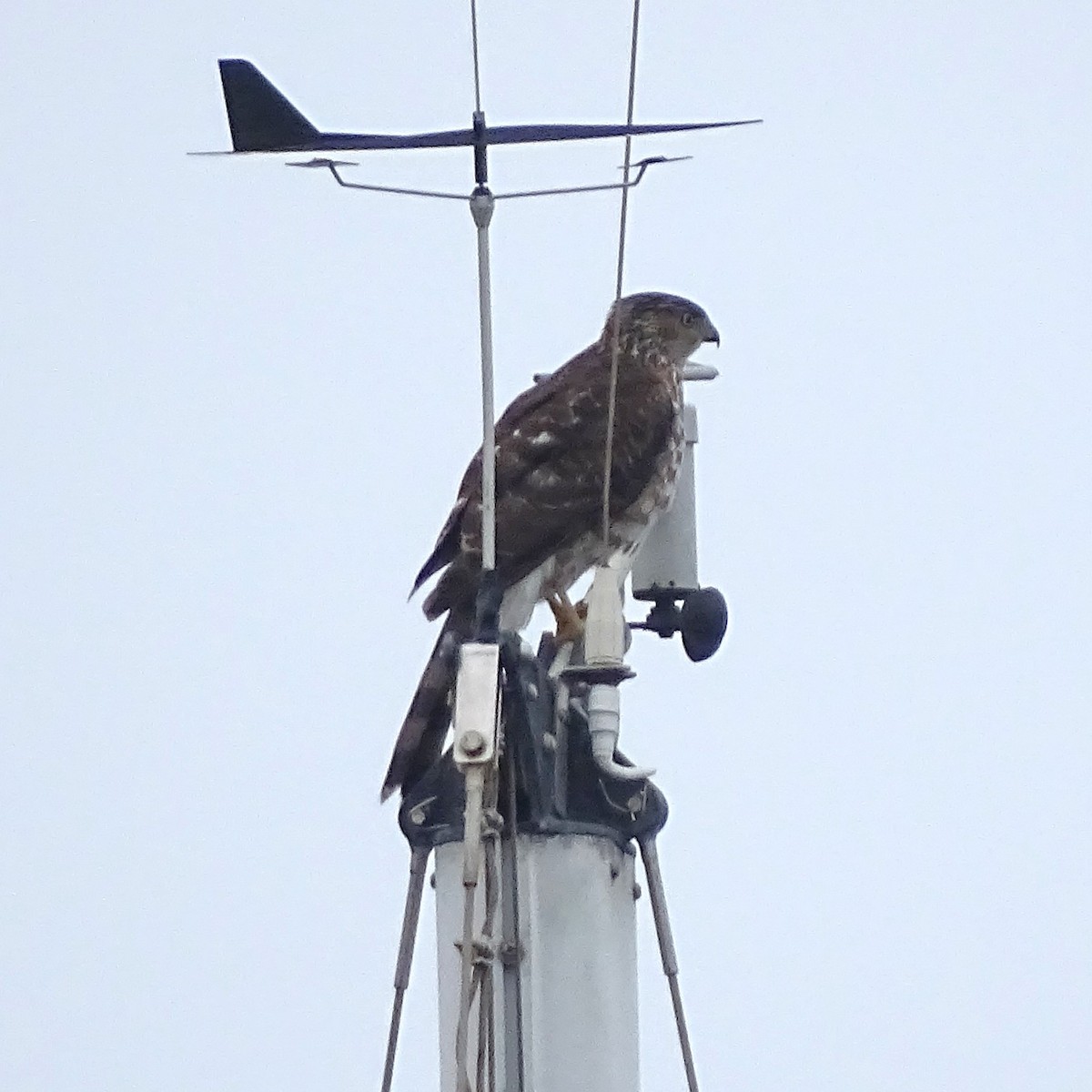 Cooper's Hawk - ML646008624