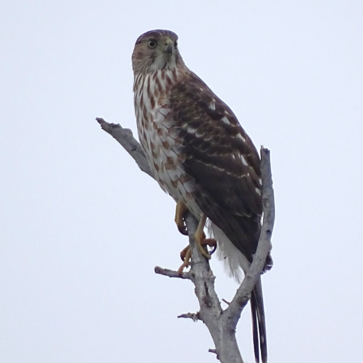 Cooper's Hawk - ML646008625