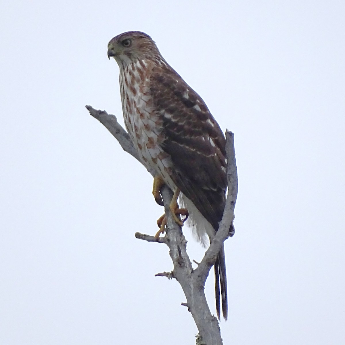 Cooper's Hawk - ML646008626