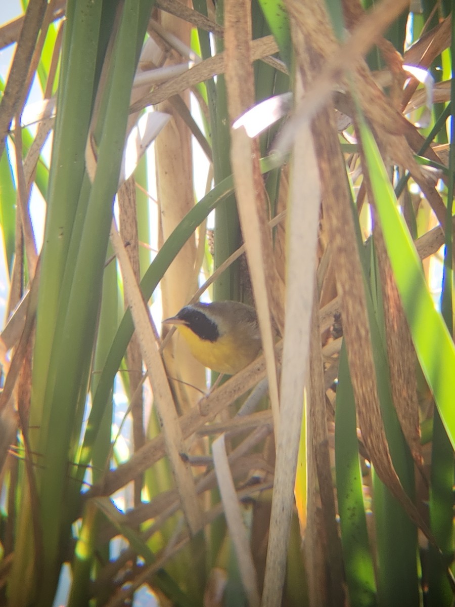 Жовтогорлик північний - ML646008631