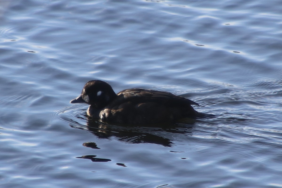 Moretta arlecchino - ML646008633