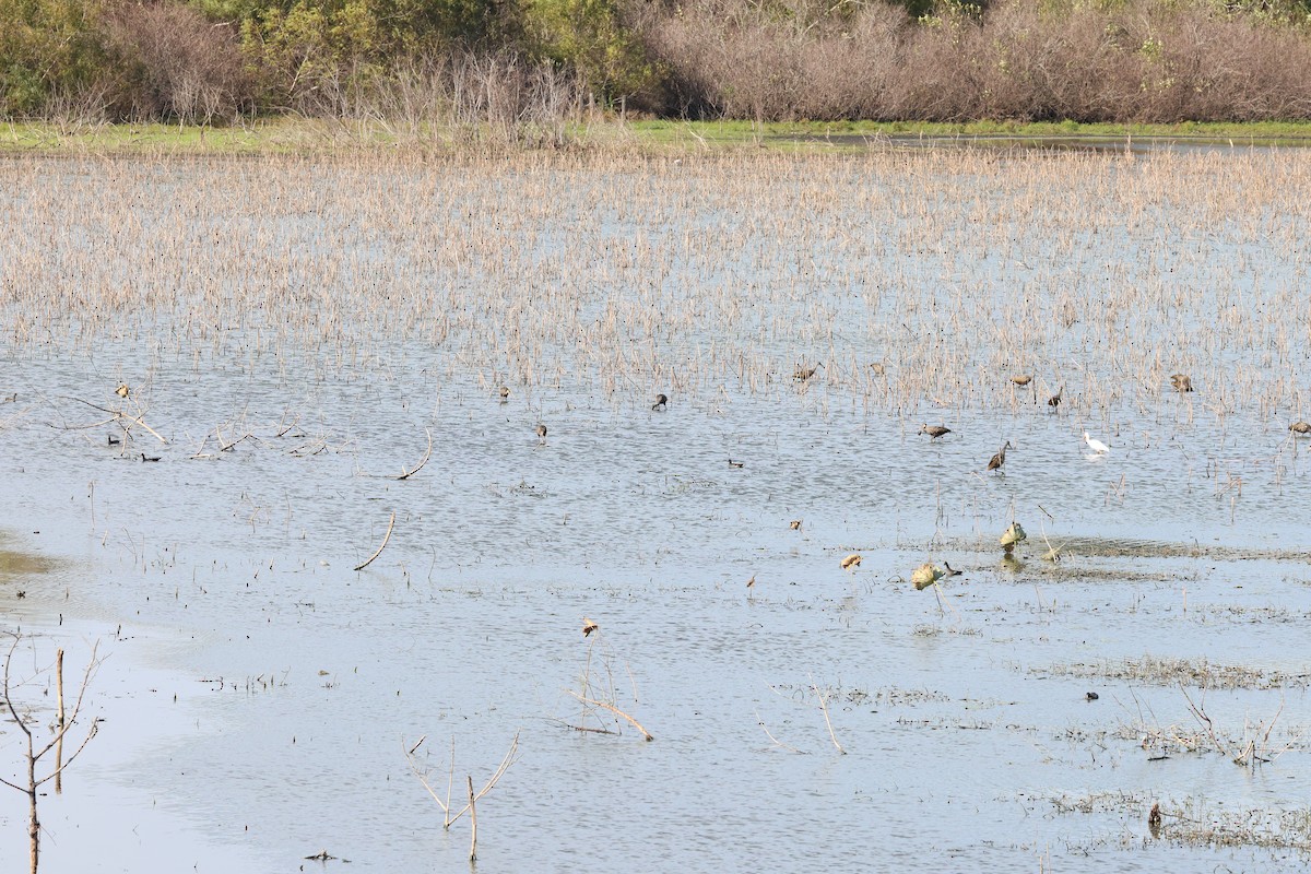 Limpkin - ML646008634