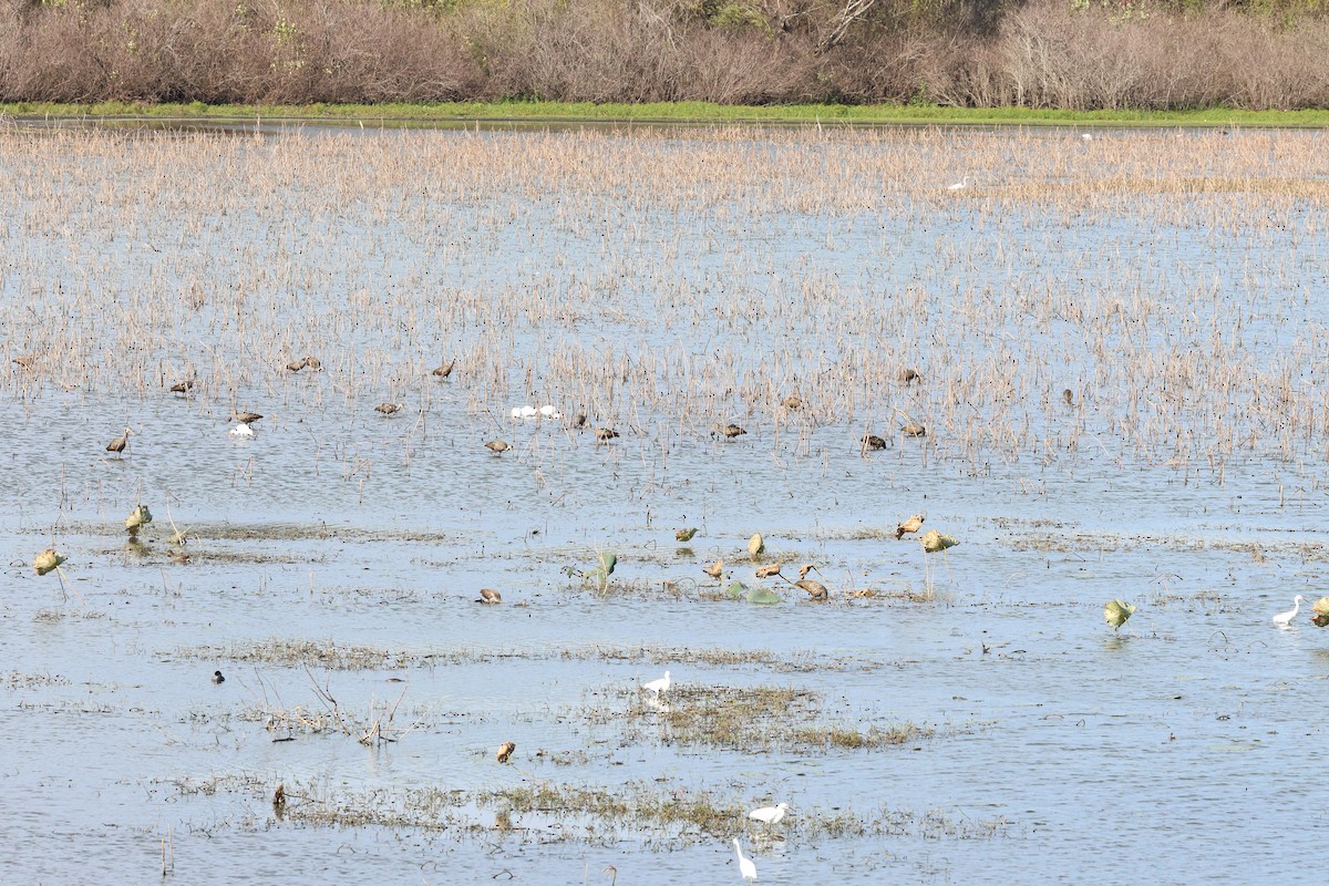 Limpkin - ML646008635