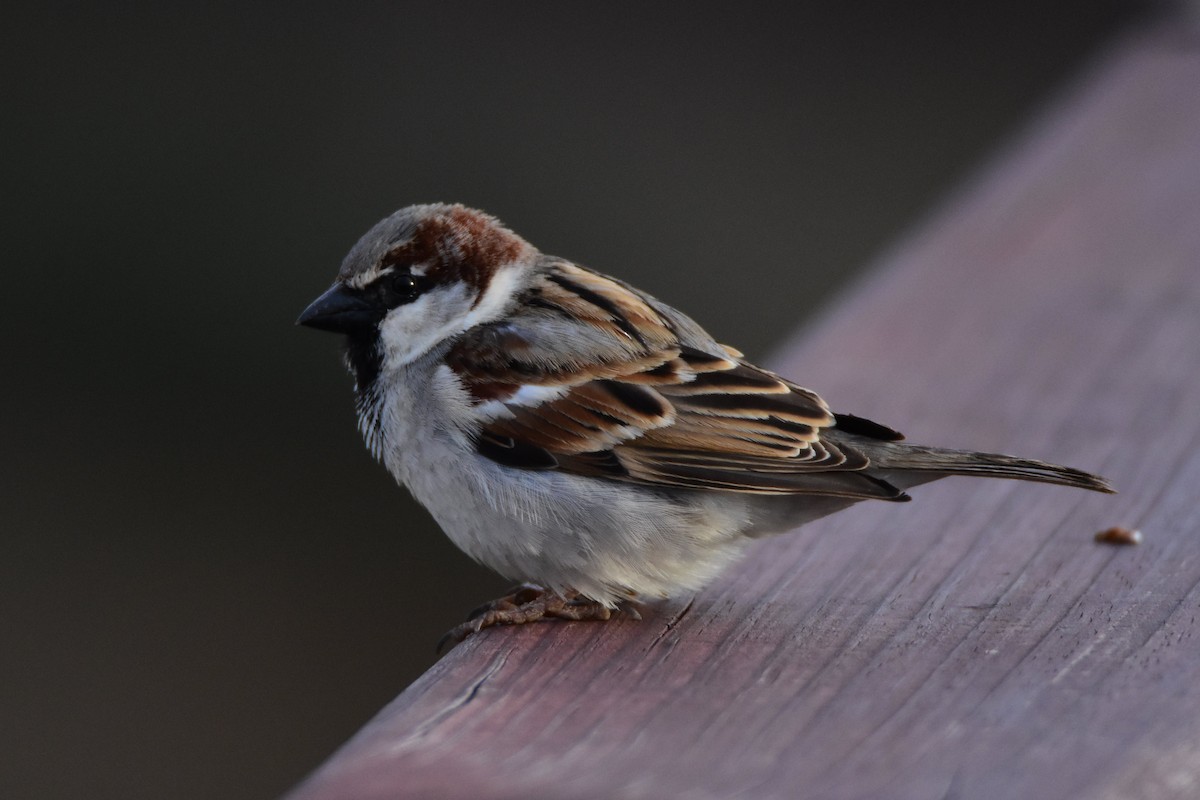 Горобець хатній - ML646008636