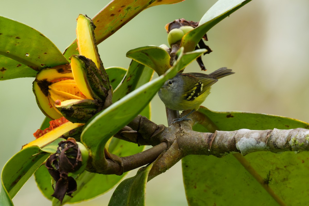 Мурахолюб рудогузий - ML646008639