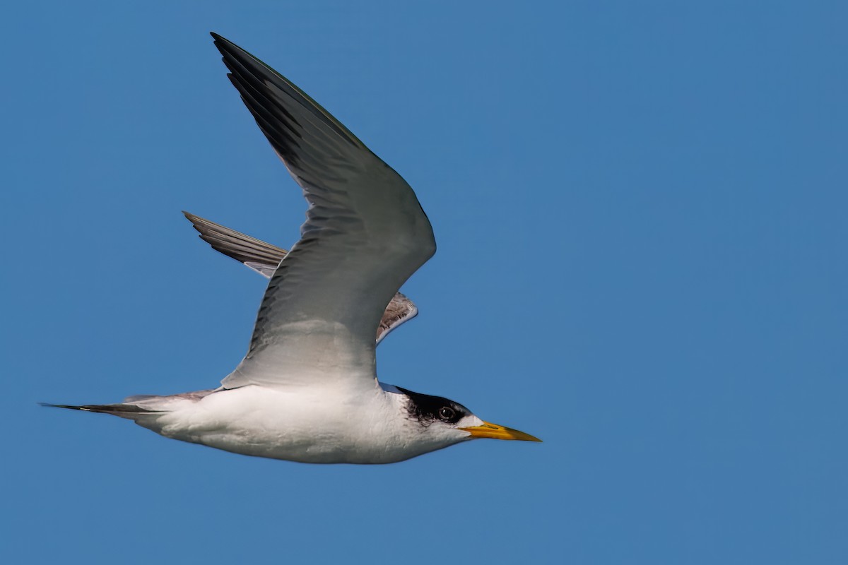 Крячок жовтодзьобий - ML646008640