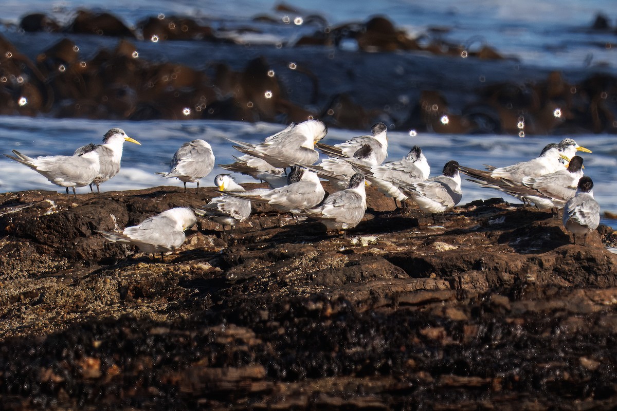 Крячок жовтодзьобий - ML646008641