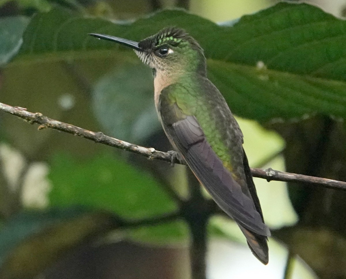 Колібрі-діамант рубіновогорлий - ML646008643