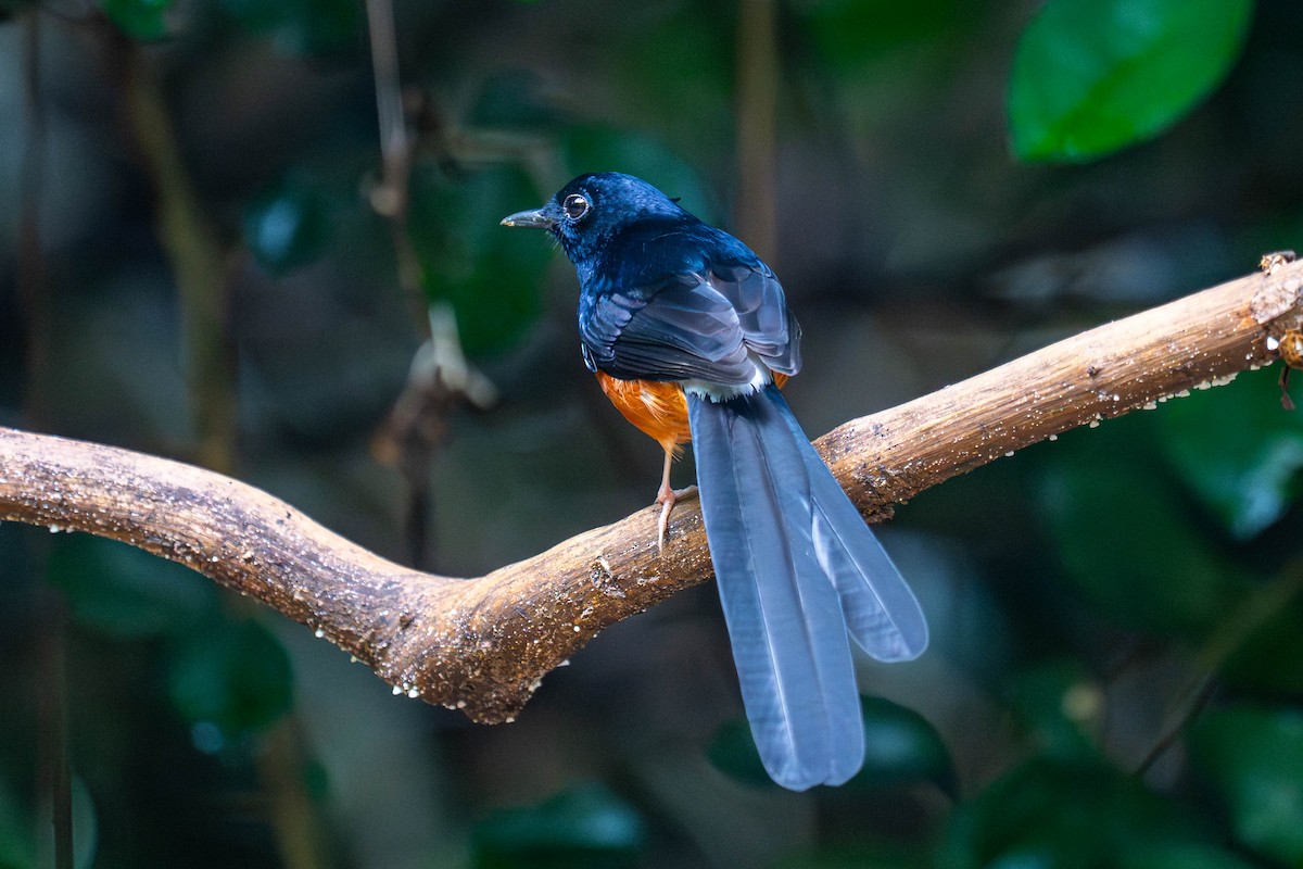 Шама білогуза - ML646008652