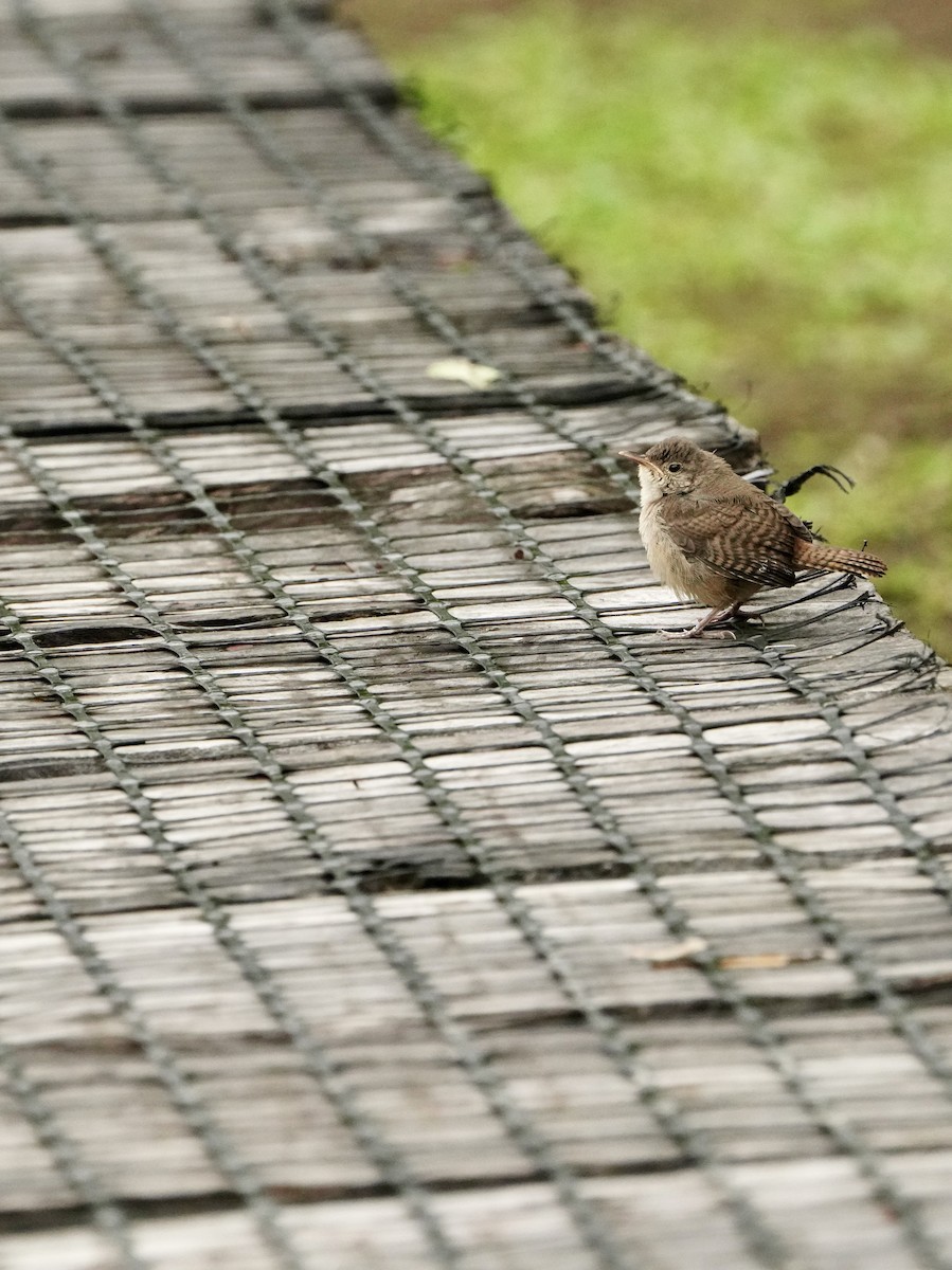 Southern House Wren - ML646008653