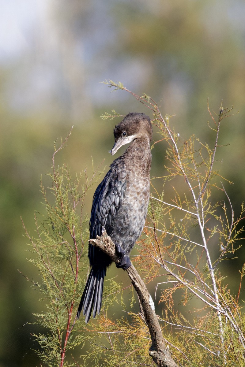 Баклан малий - ML646008654