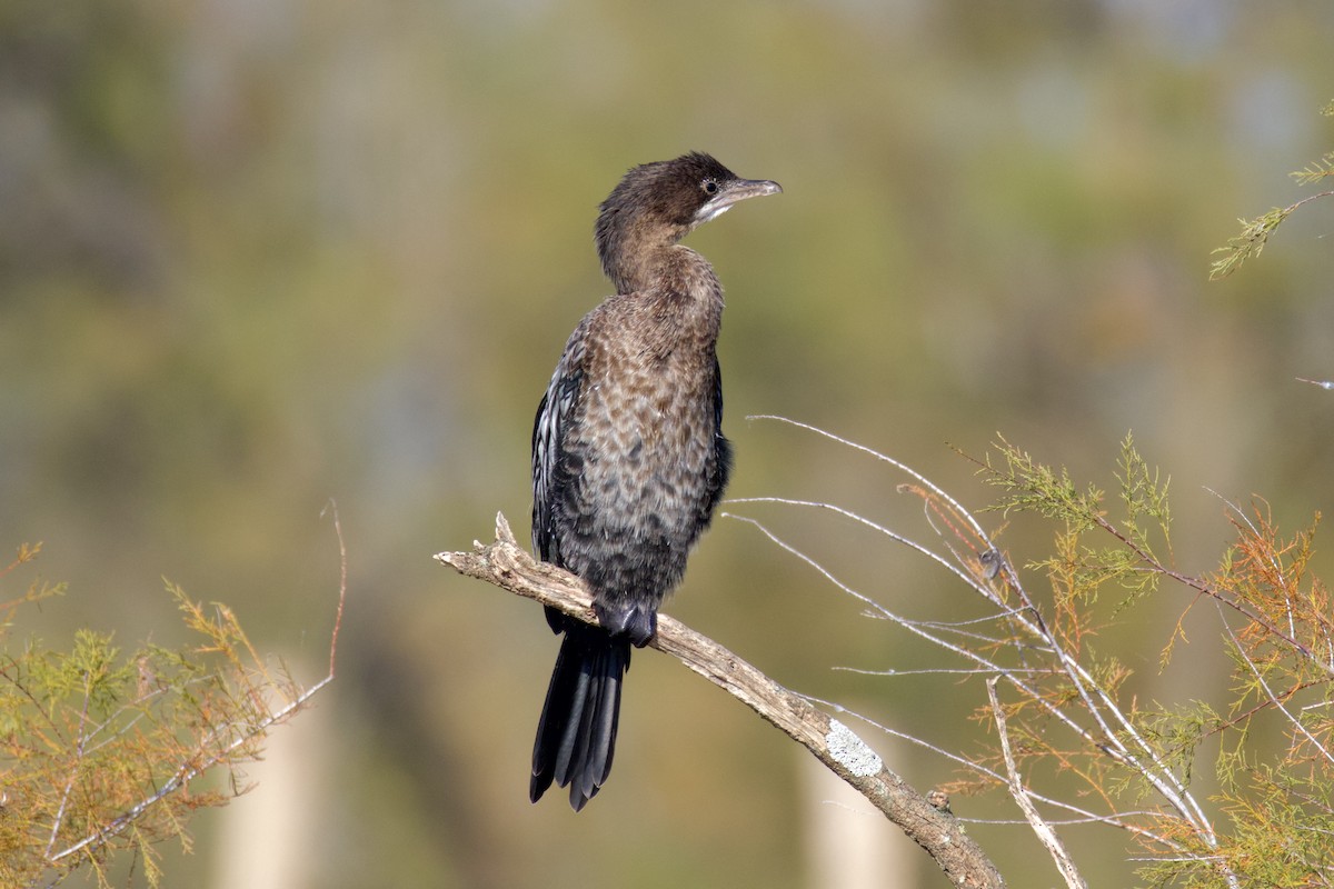 Баклан малий - ML646008655