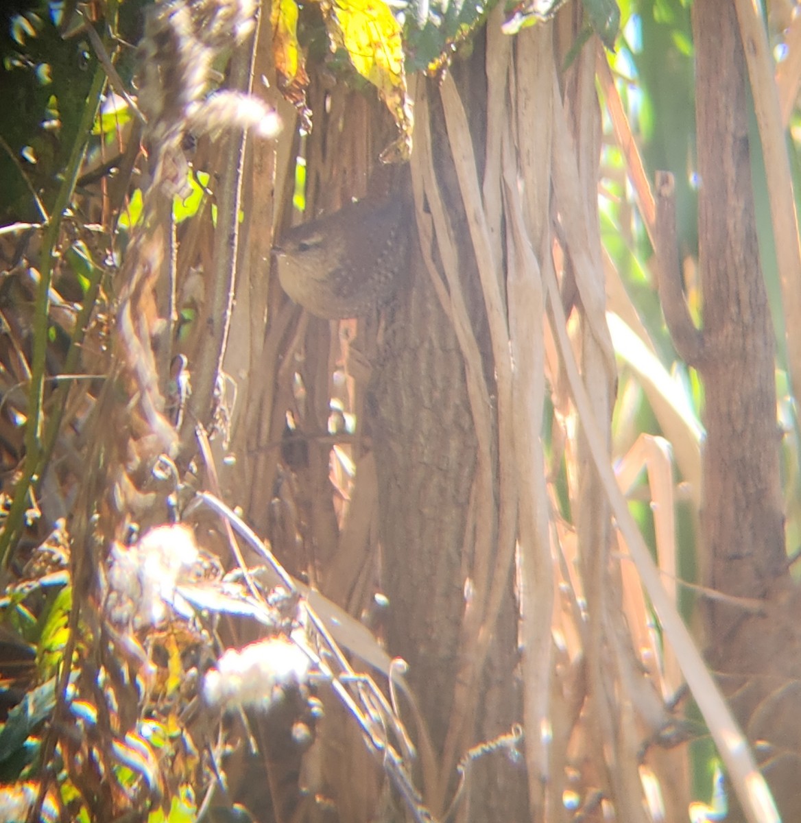 Волоочко канадське - ML646008657