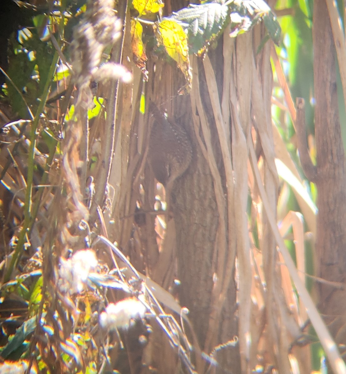 Волоочко канадське - ML646008661