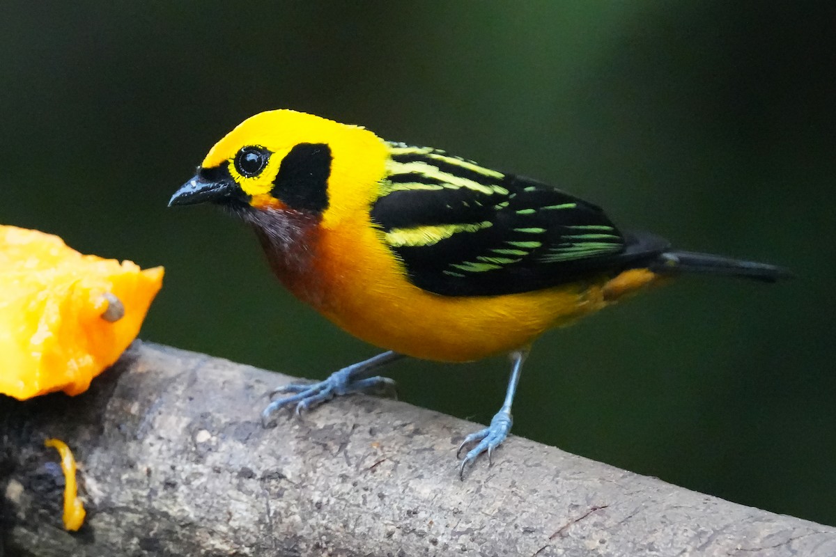 Танагра золота - ML646008663