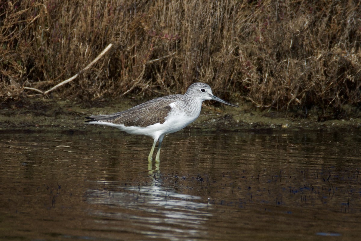 Коловодник великий - ML646008665