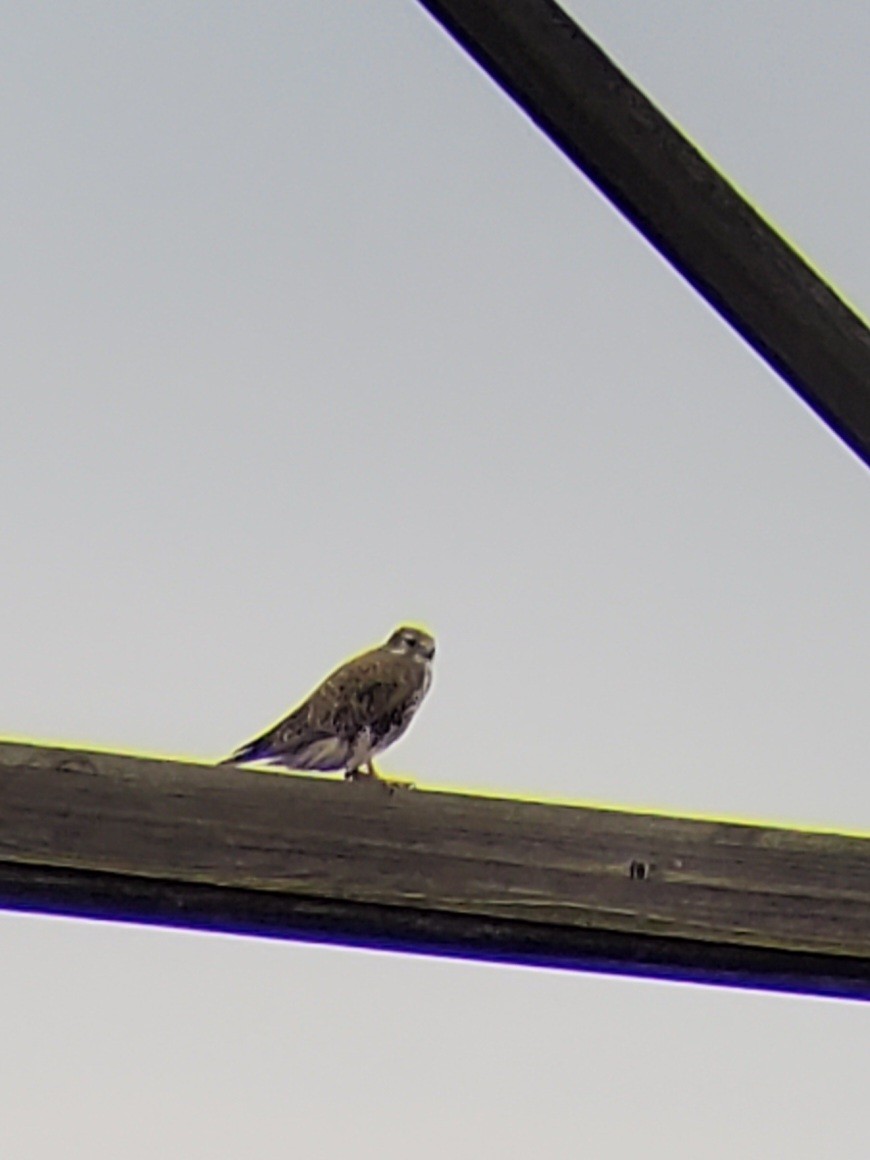 Сокіл прерієвий - ML646008670