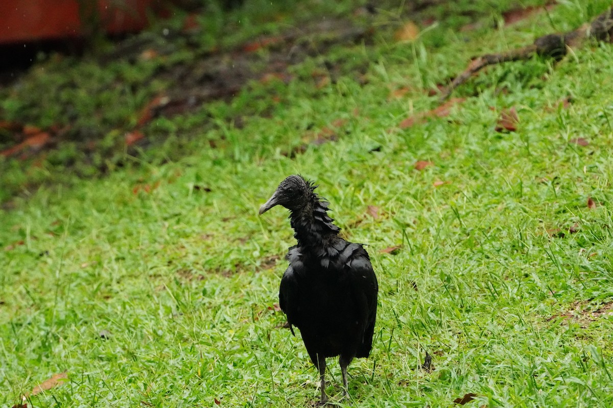 Катарта чорна - ML646008671