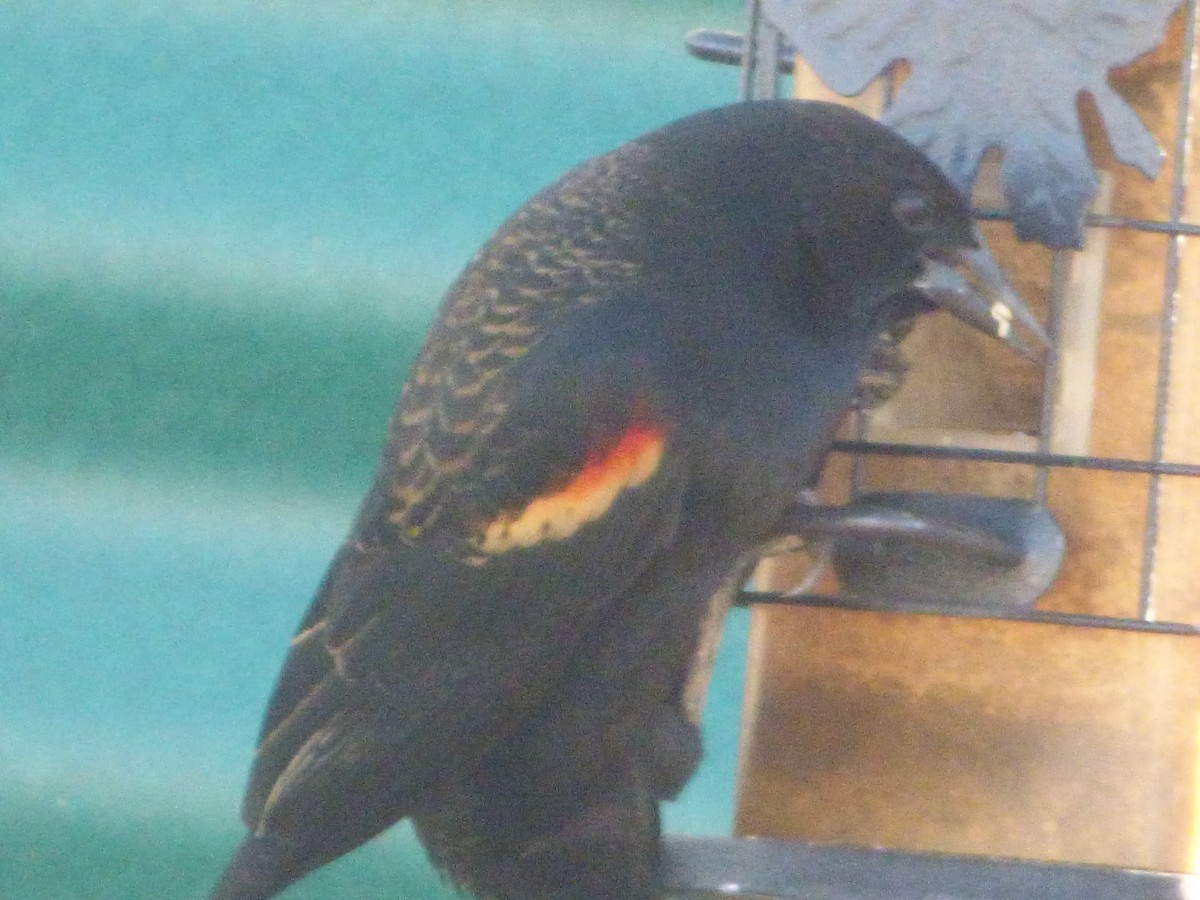 Еполетник червоноплечий - ML646008674