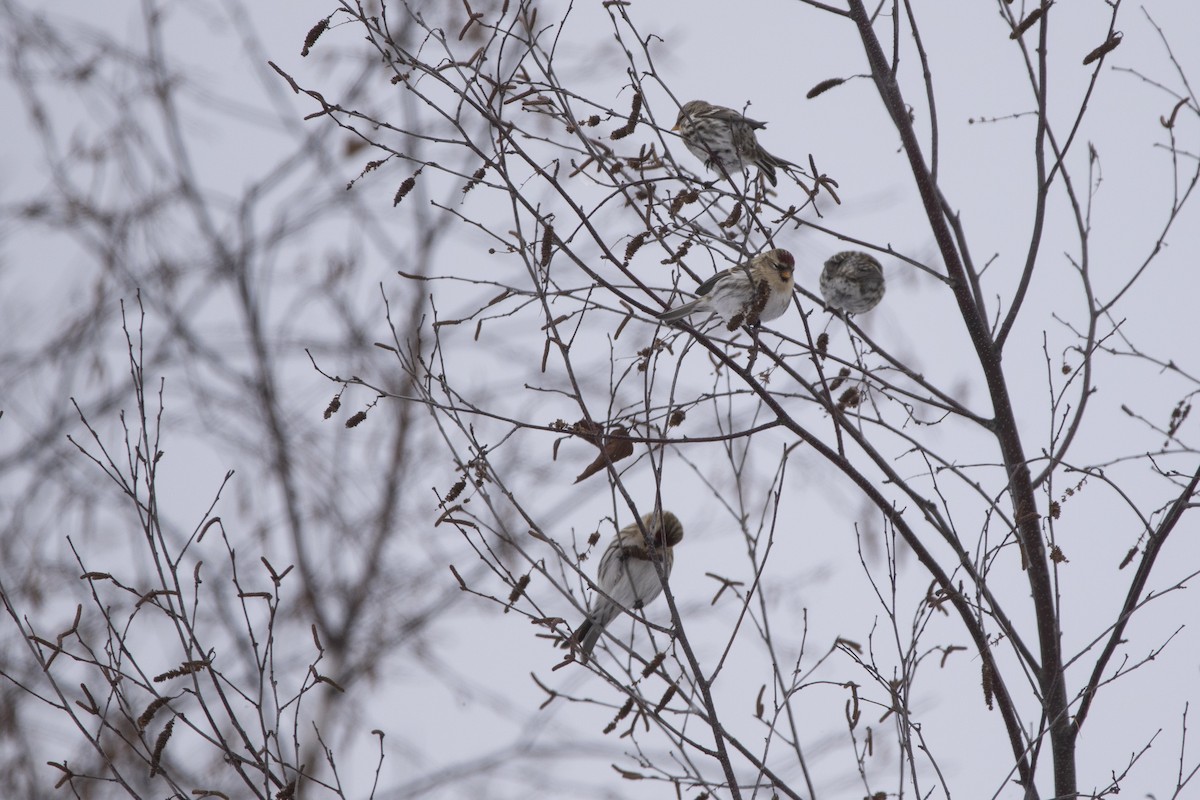 Чечітка звичайна - ML646008678