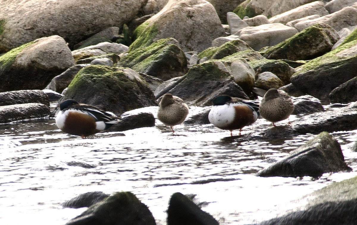 Широконіска північна - ML646008679