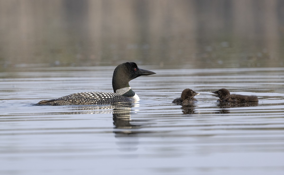 Buz Dalgıcı - ML646008682