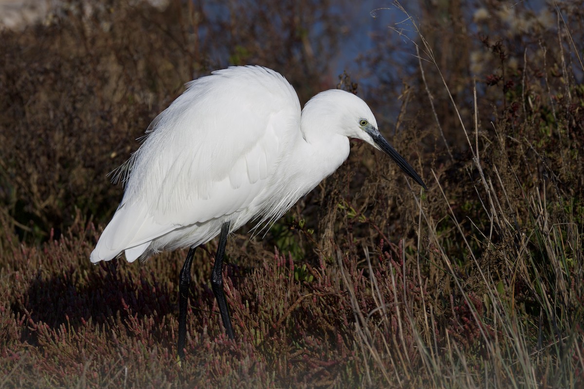 Little Egret - ML646008683