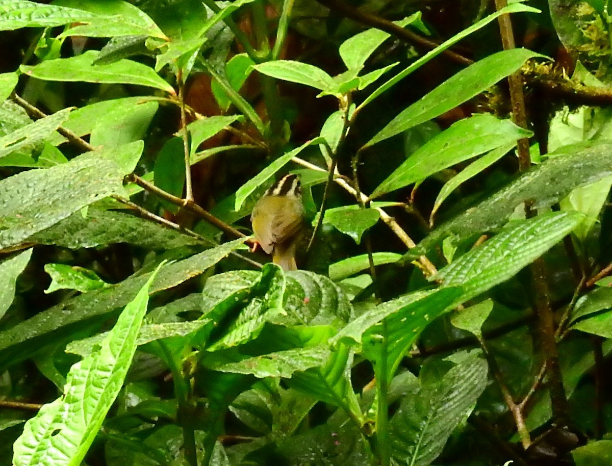 Costa Rican Warbler - ML646008692
