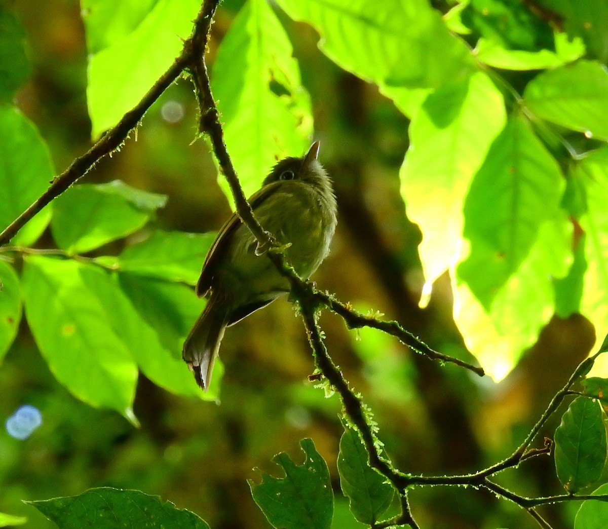 Eye-ringed Flatbill - ML646008694