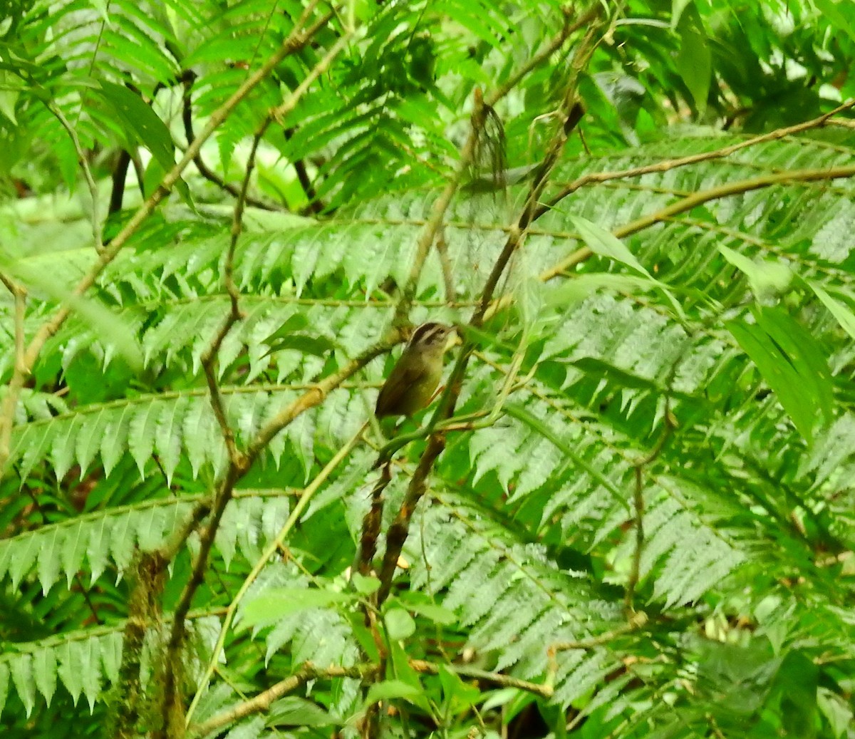 Costa Rican Warbler - ML646008695