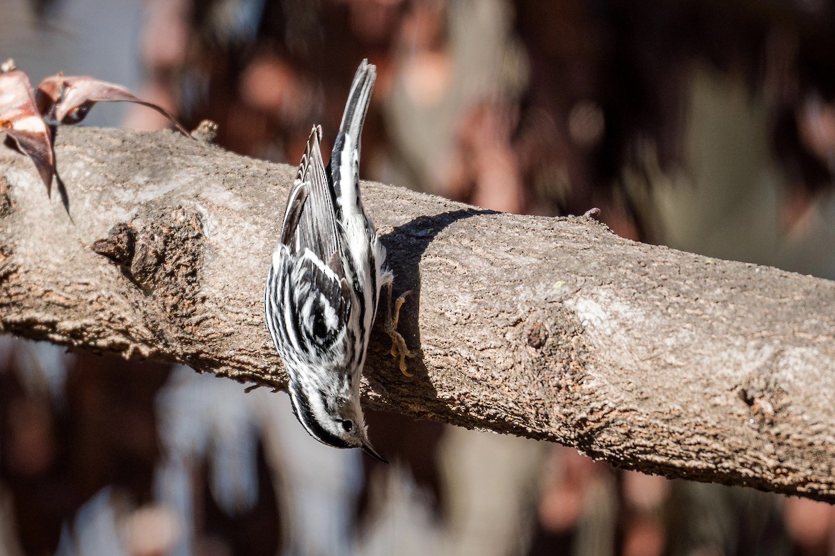 Black-and-white Warbler - ML646008700