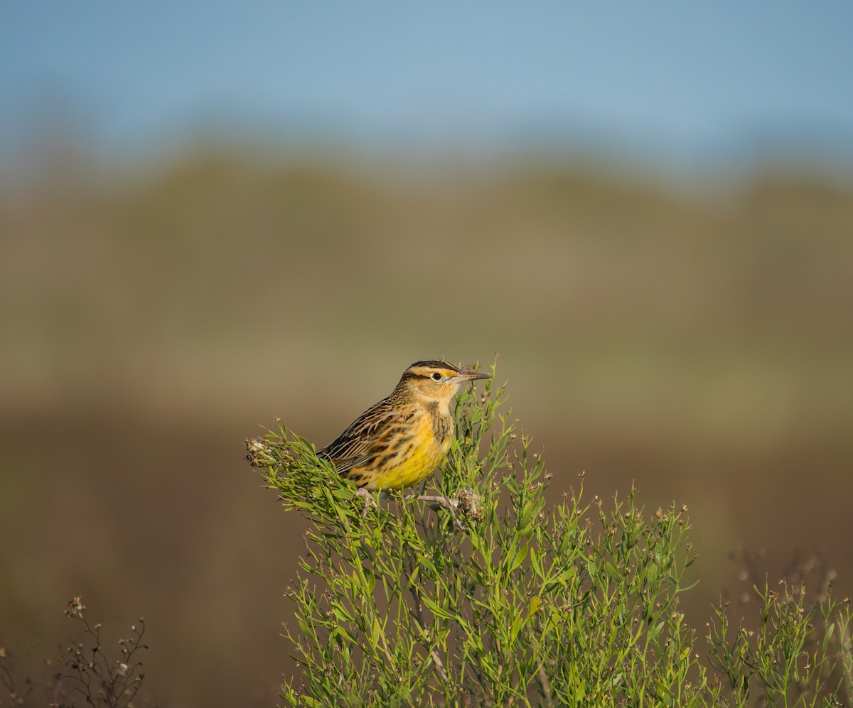 Eastern Meadowlark - ML646008703