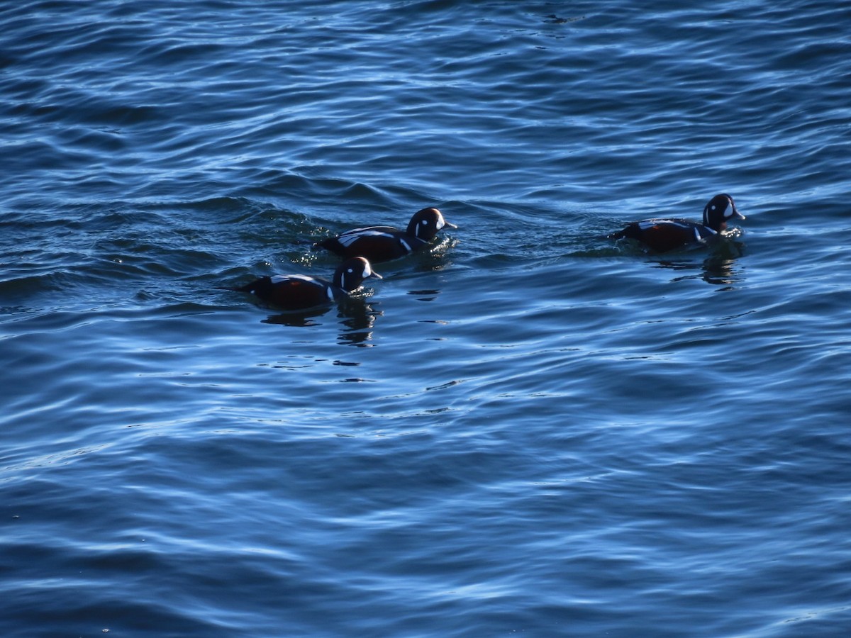 Ahate arlekina - ML646008716