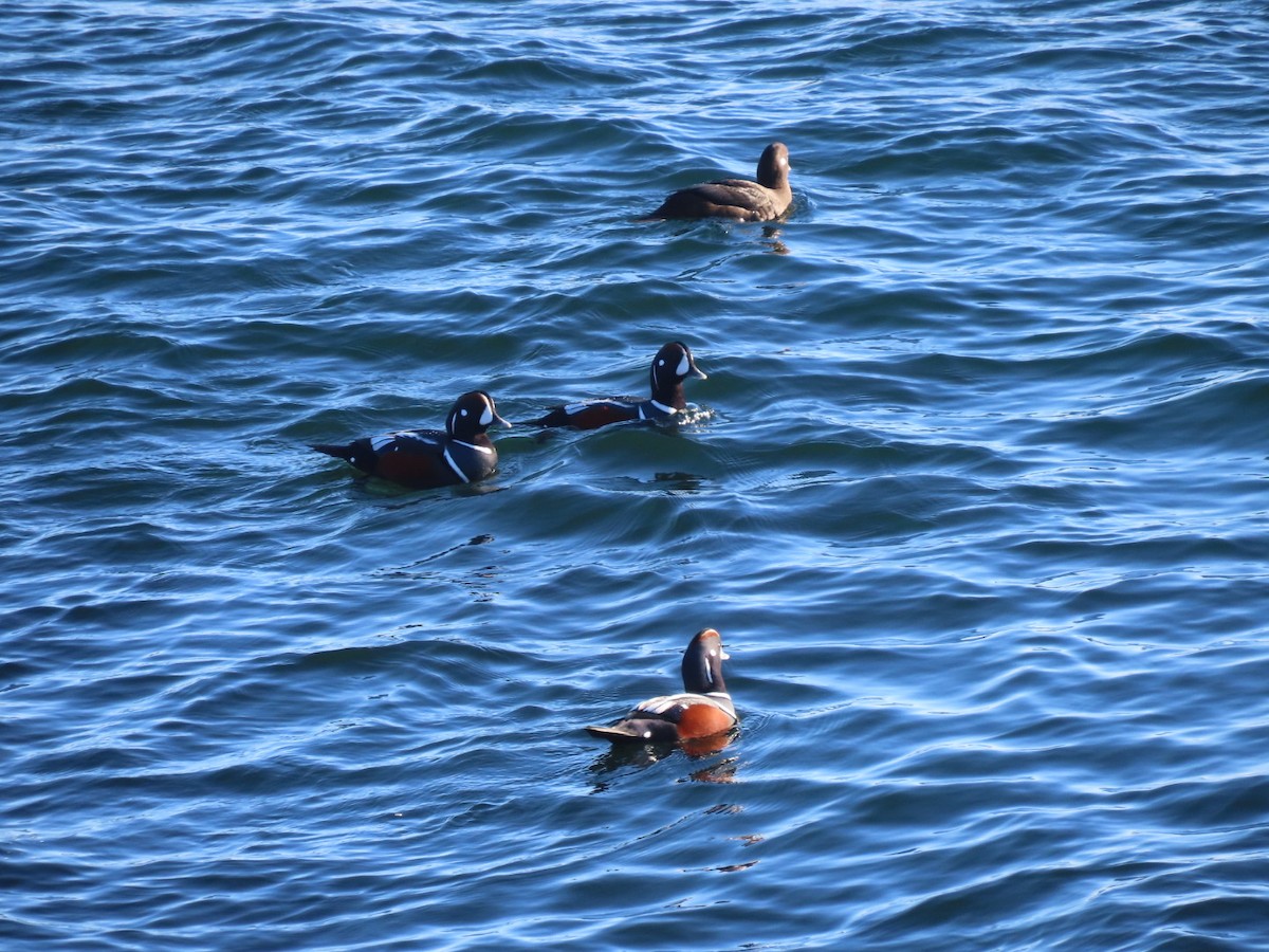 Ahate arlekina - ML646008717