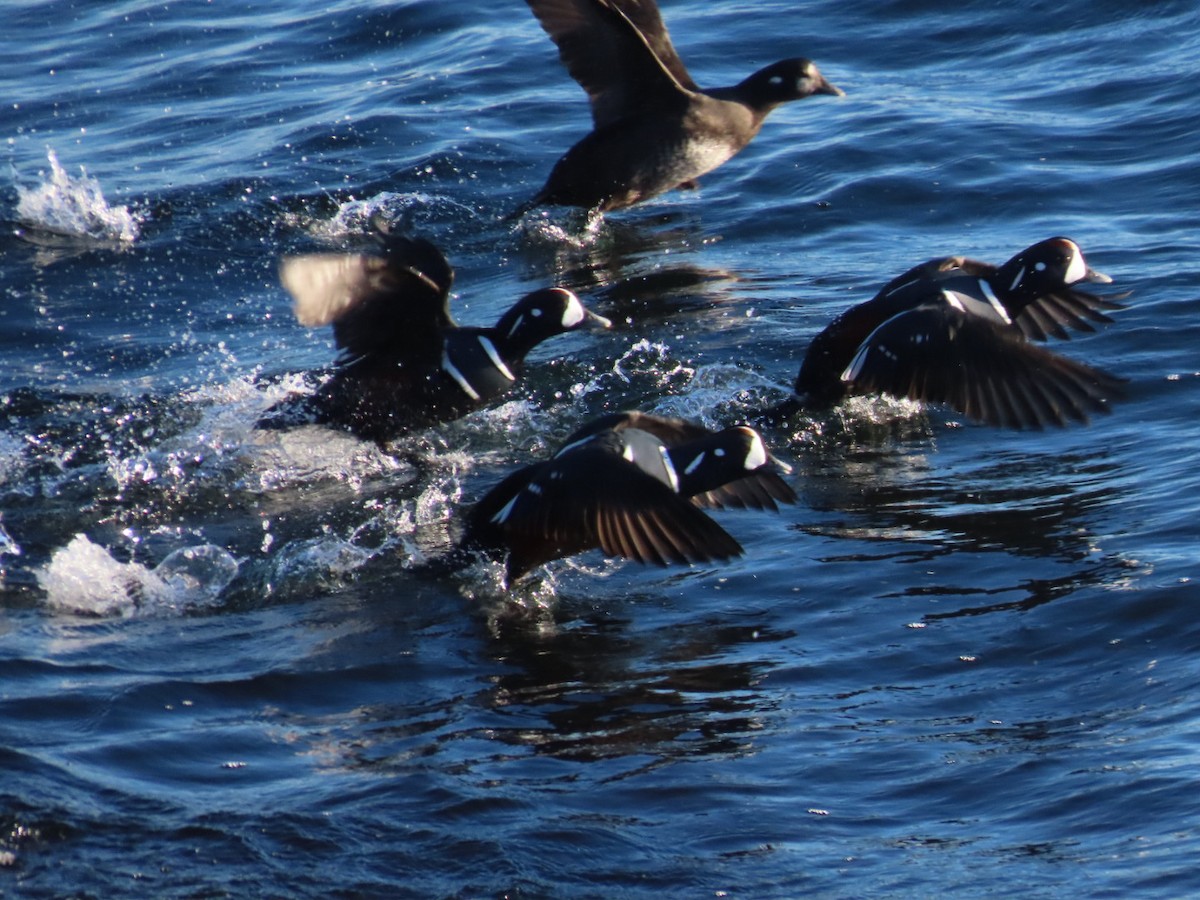 Ahate arlekina - ML646008718