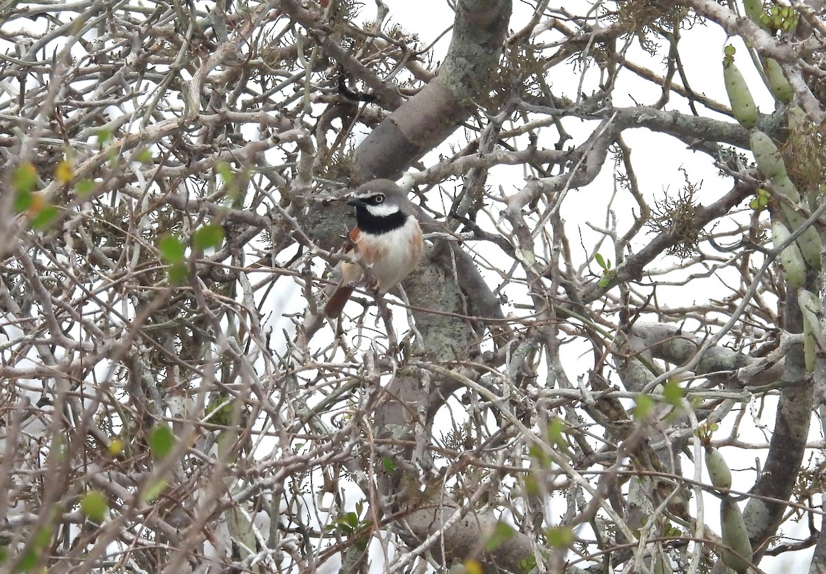 Red-shouldered Vanga - ML646008720