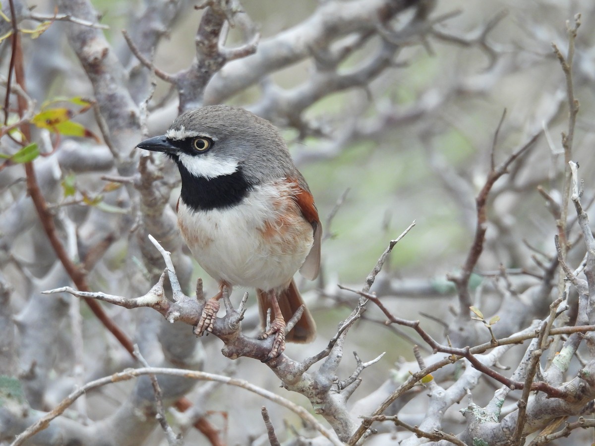 Red-shouldered Vanga - ML646008721