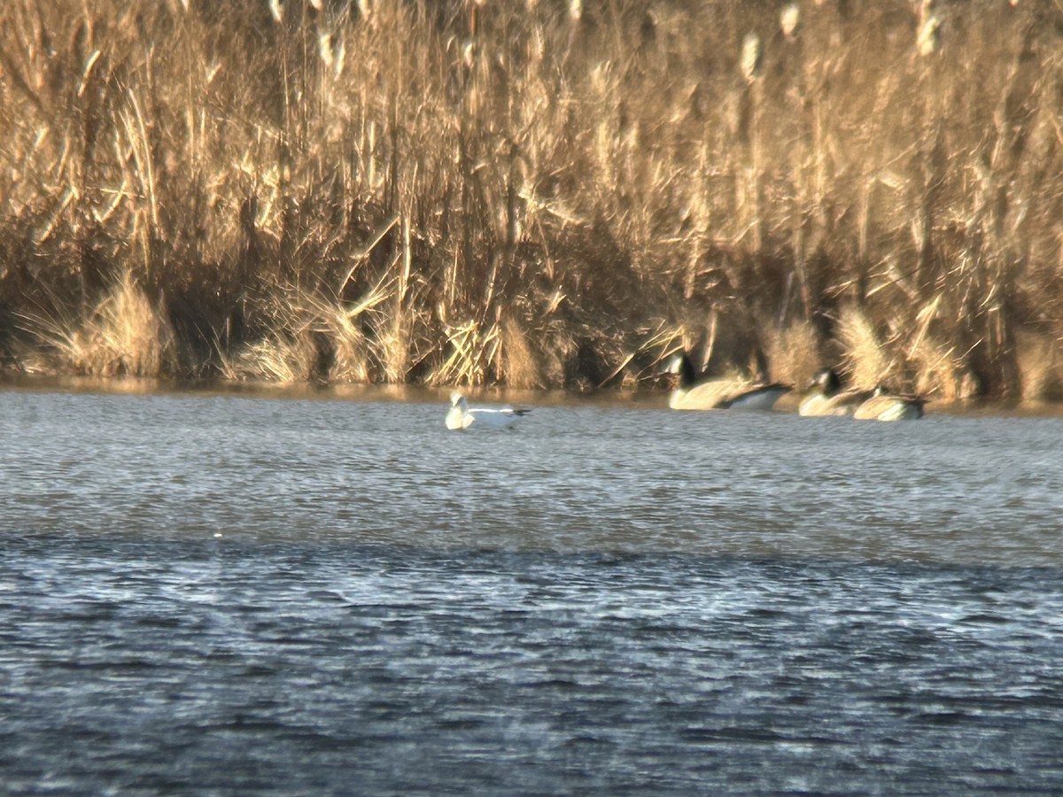 Ross's Goose - ML646008722