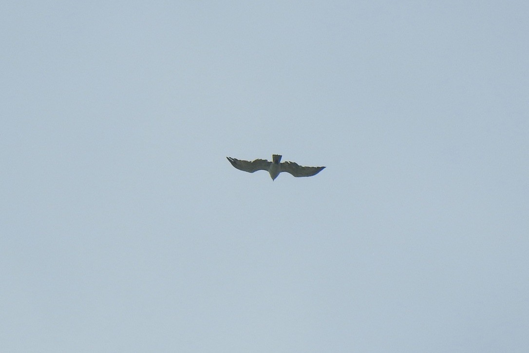 orlík krátkoprstý - ML646008724