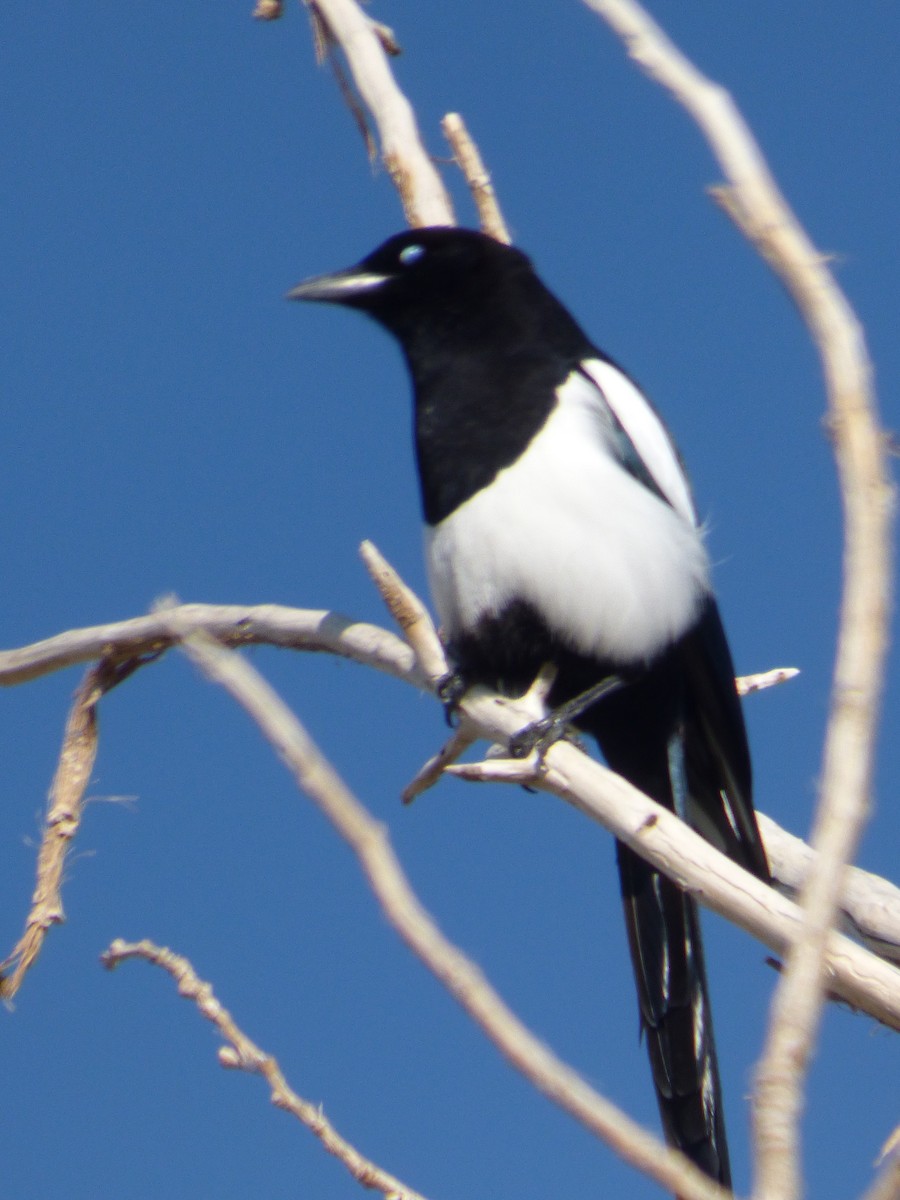 straka americká - ML646008725