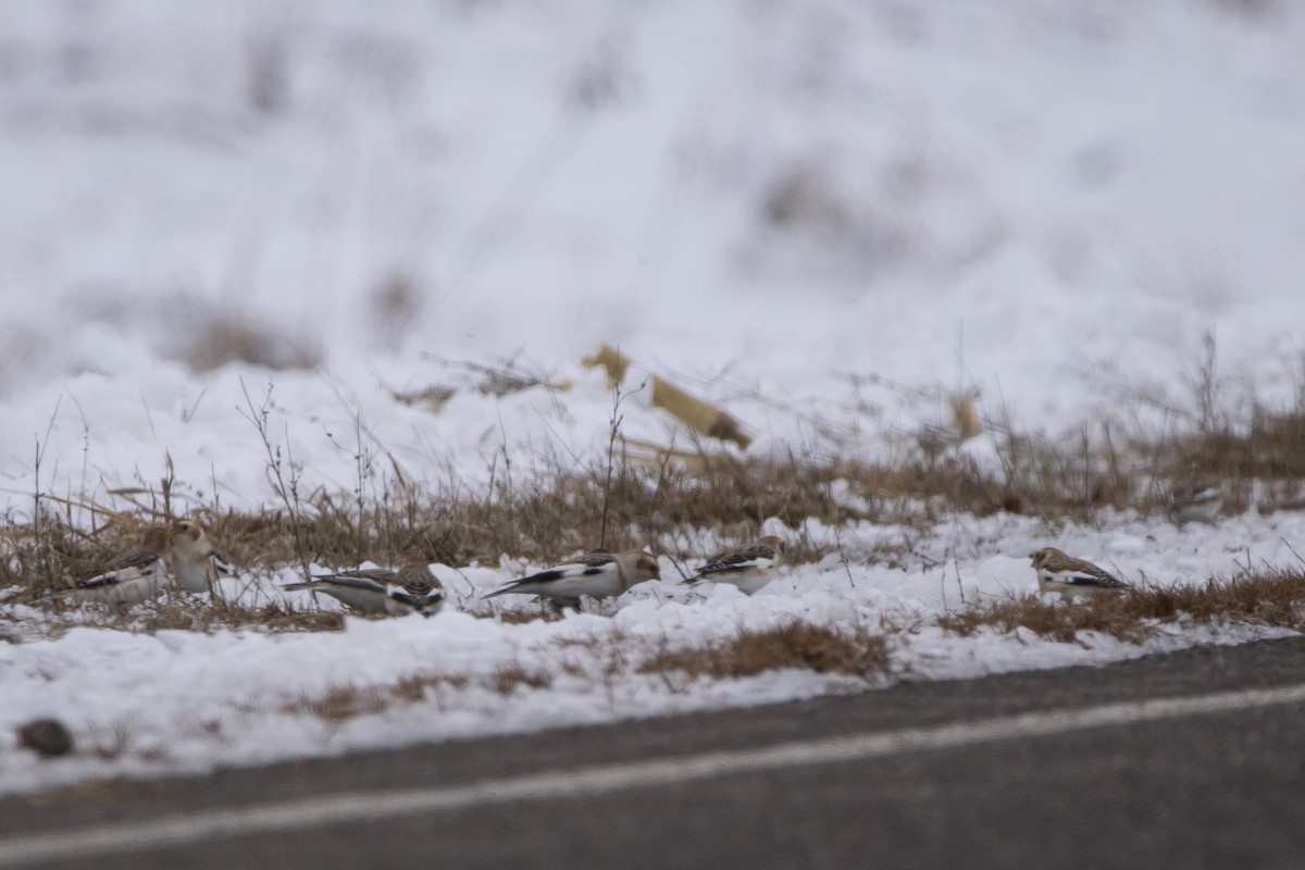 Snow Bunting - ML646008726