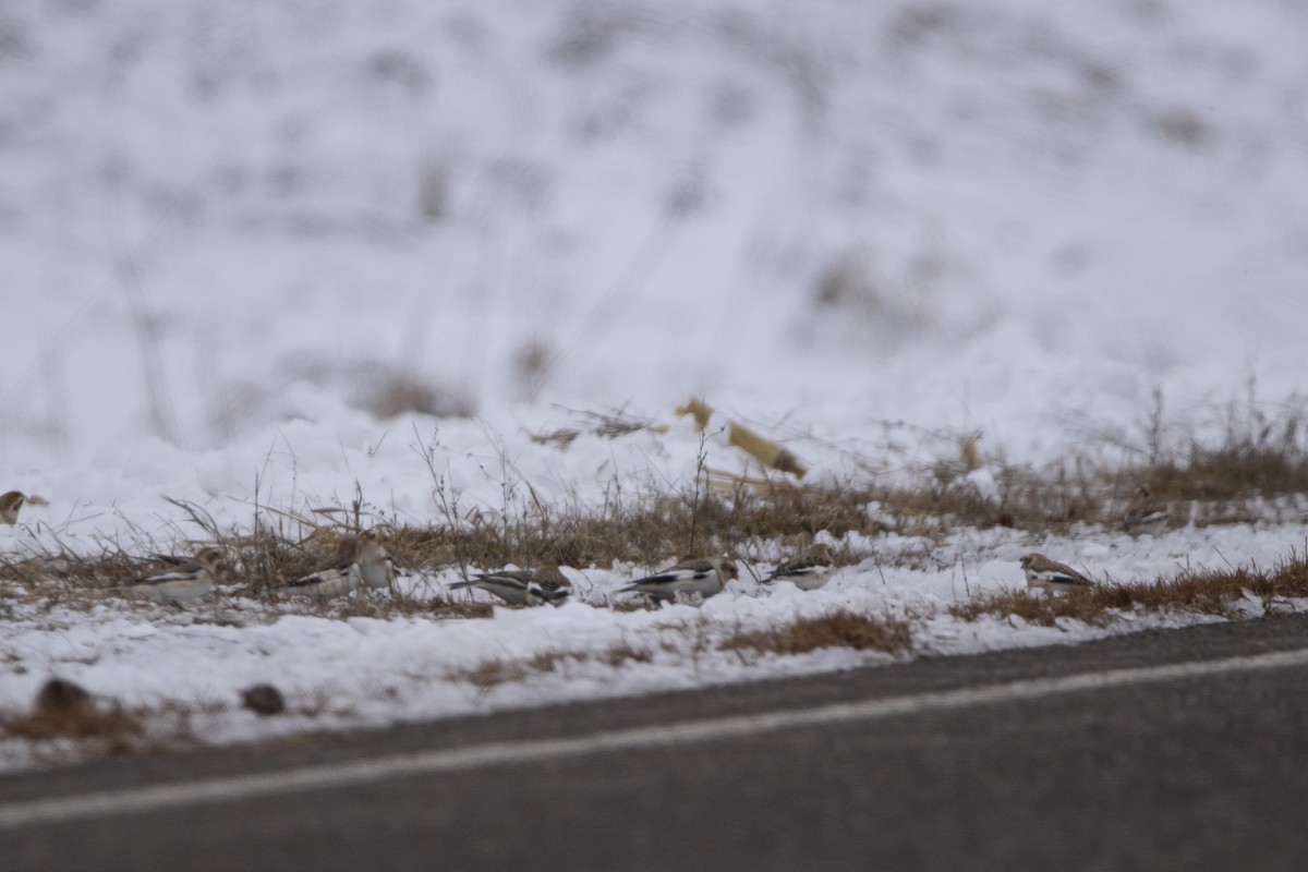 Snow Bunting - ML646008727