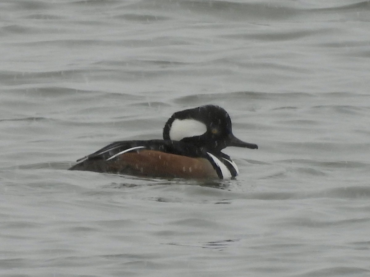 Hooded Merganser - ML646008728