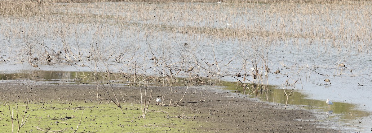 Limpkin - ML646008735