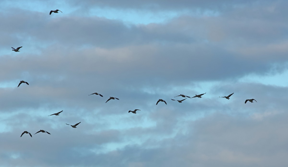 Graylag Goose - ML646008737