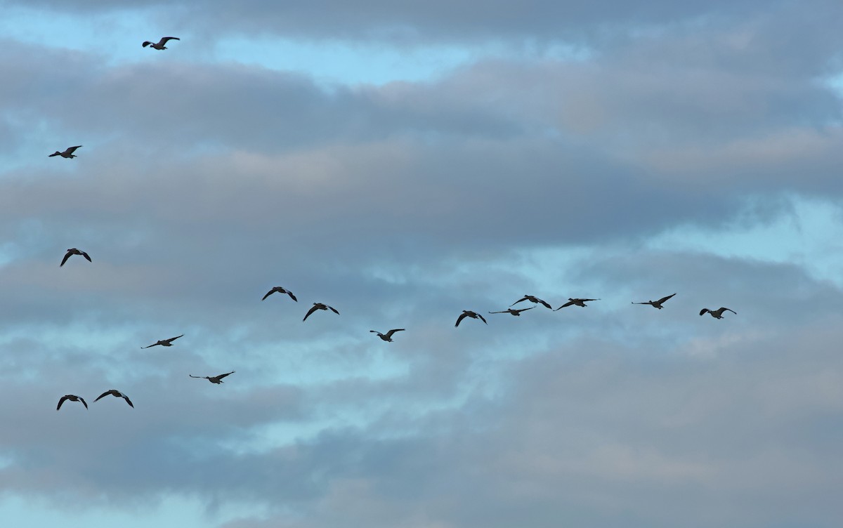 Graylag Goose - ML646008738