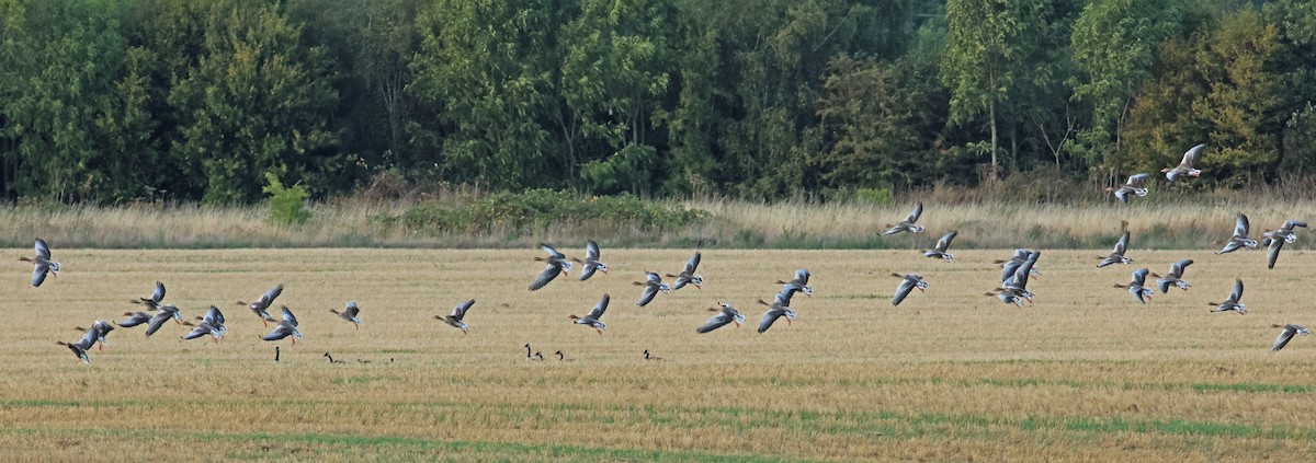 Graylag Goose - ML646008741